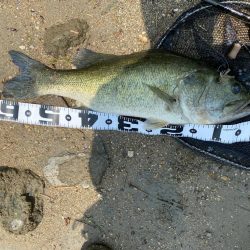 淀川でロクマル釣れたー