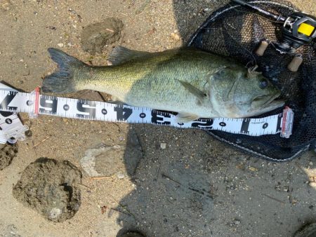 淀川でロクマル釣れたー