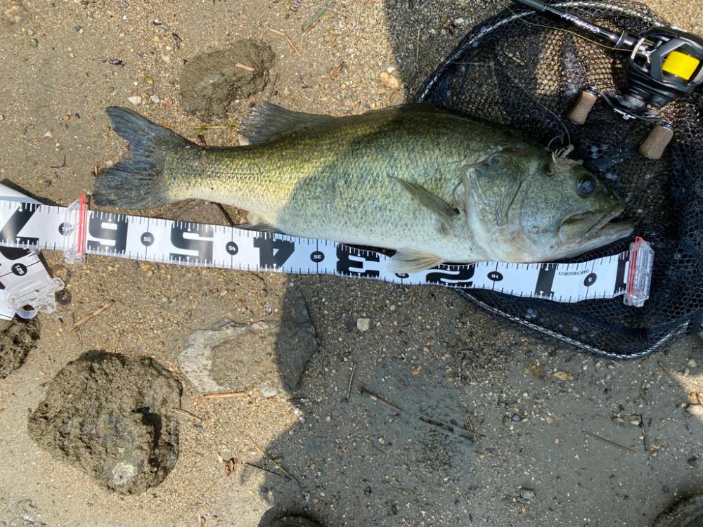 淀川でロクマル釣れたー