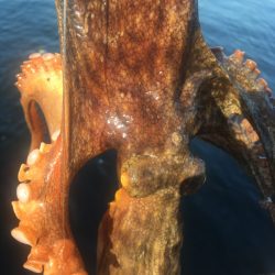 【タコフィネス】600gを頭に6杯