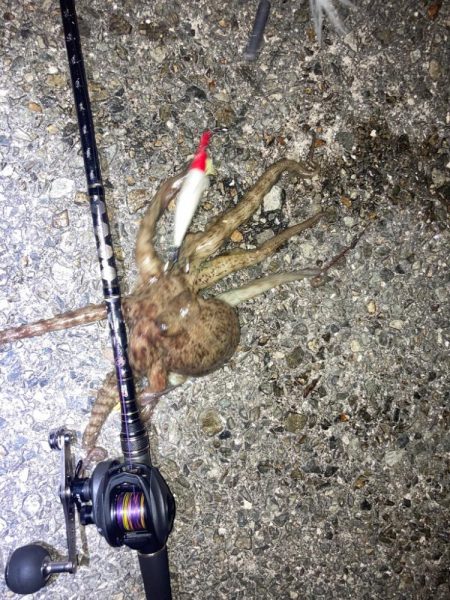 【タコング】夕まずめの恩恵？