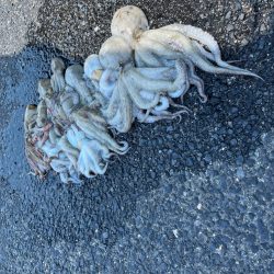 大阪　タコ釣り