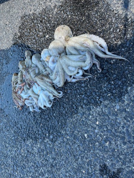 大阪　タコ釣り