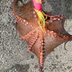 今週はプチ爆！