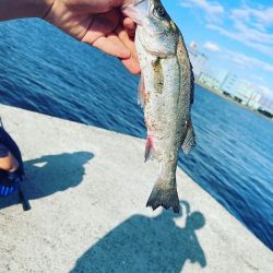 シーバス釣り