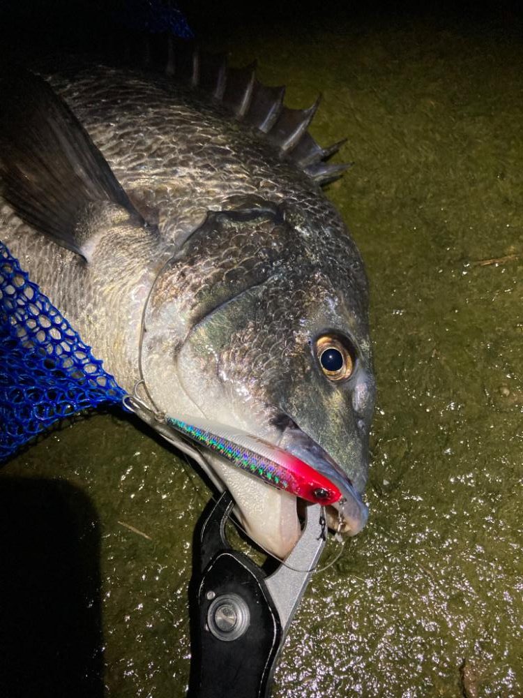 ナイトチニング