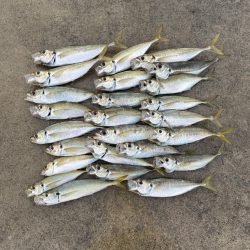 アジは定時にやってくる