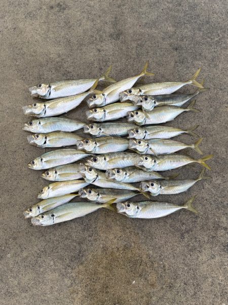 アジは定時にやってくる