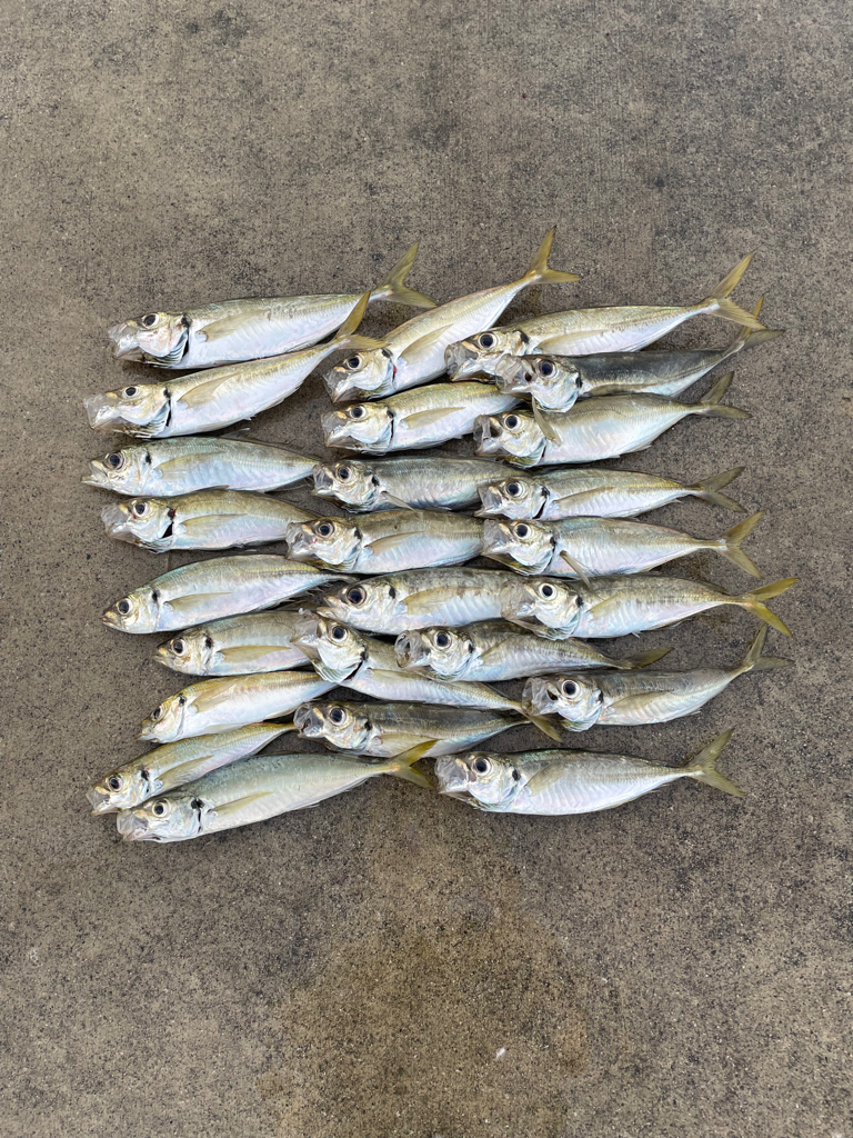 アジは定時にやってくる