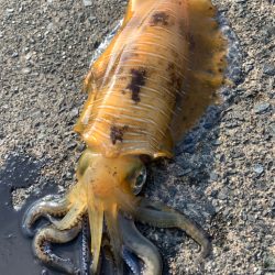 ラスト春イカ釣行