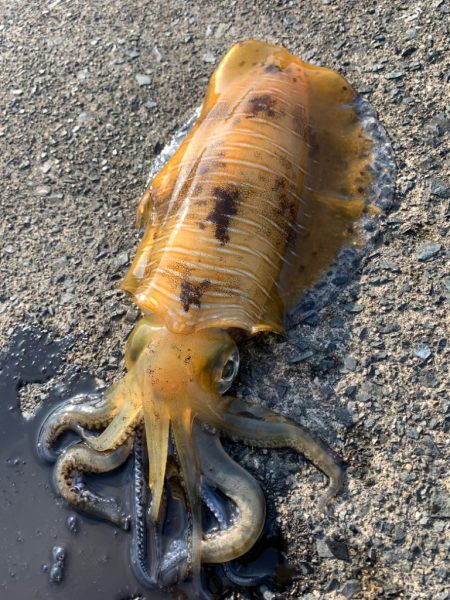 ラスト春イカ釣行