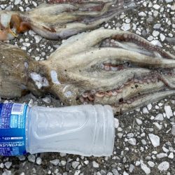 雨にも負けず、、