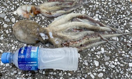 雨にも負けず、、