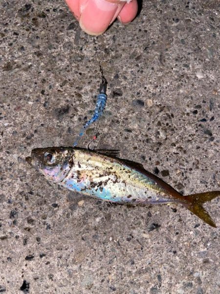 バースデイフィッシュ