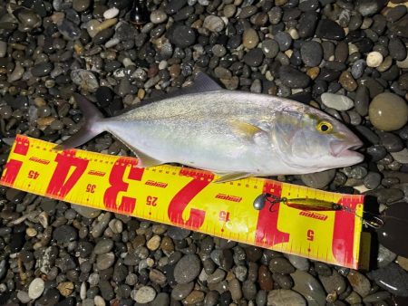 マキマキ無双は続く