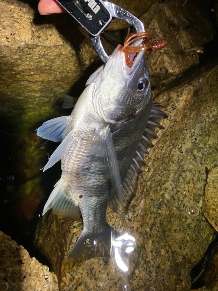 水はクリアでゴミ多めのナイトチニング