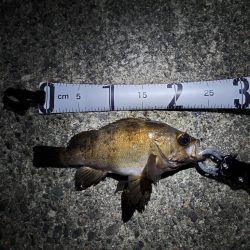 釣れてよかったー！