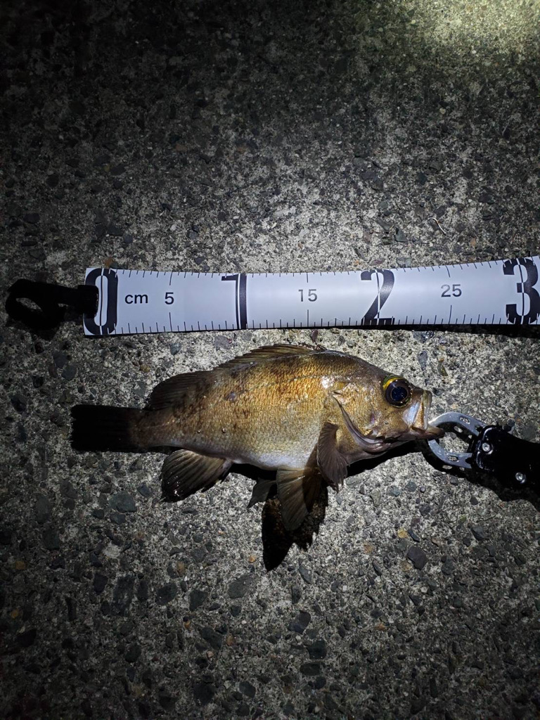 釣れてよかったー！