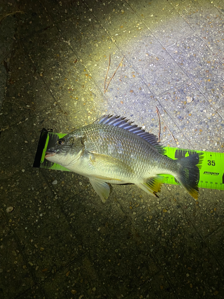 ヘチってきました