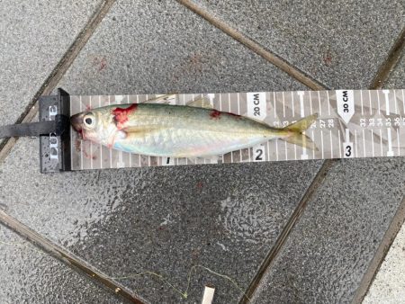 和歌山ショアジギ