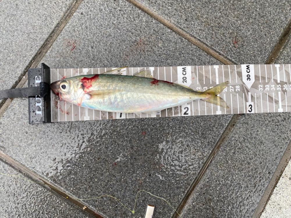 和歌山ショアジギ