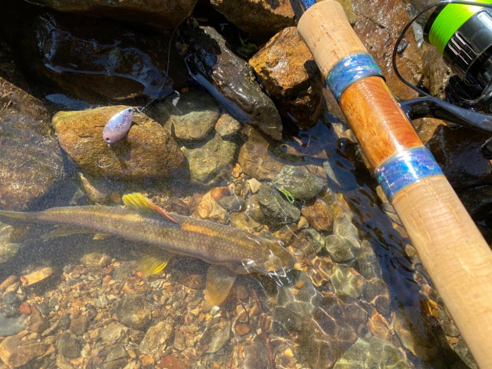 小川でカワムツ釣り