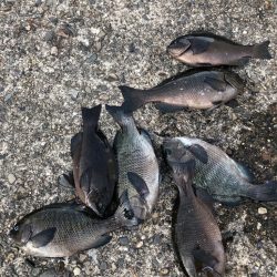 エビ撒きでグレ釣り