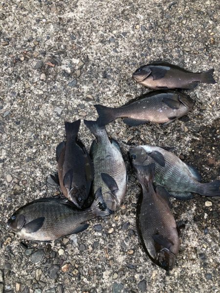 エビ撒きでグレ釣り