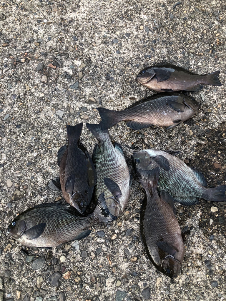 エビ撒きでグレ釣り