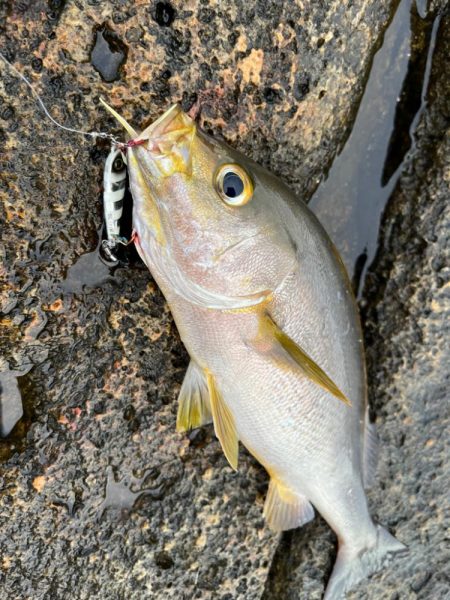 沖磯イサキゲーム