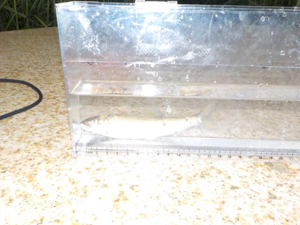 美山4 まだまだ苦戦が続く