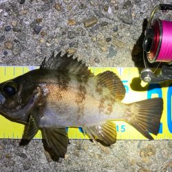 まだまだ狙える梅雨明けのメバル