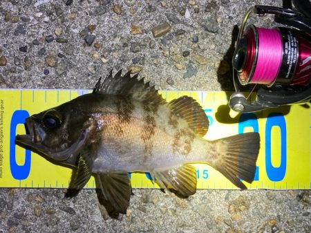 まだまだ狙える梅雨明けのメバル