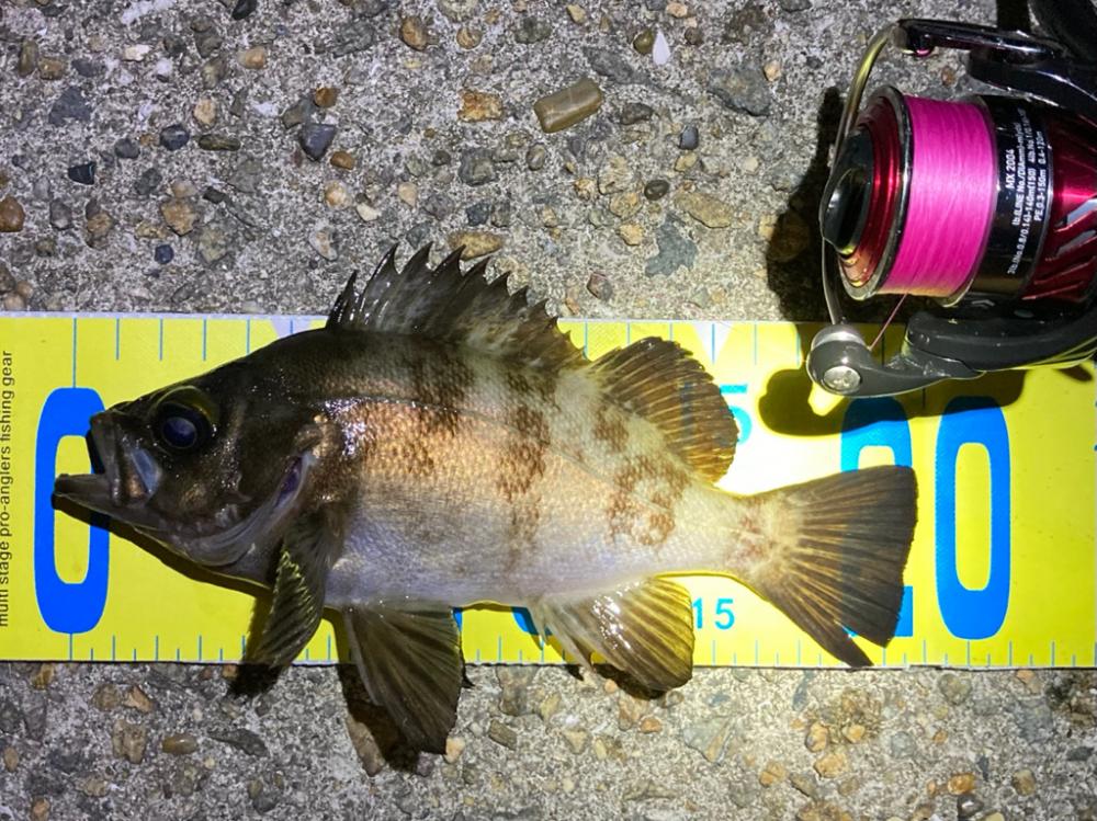 まだまだ狙える梅雨明けのメバル