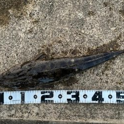 久々なのです。