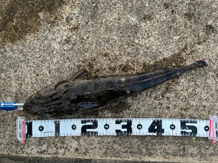 久々なのです。