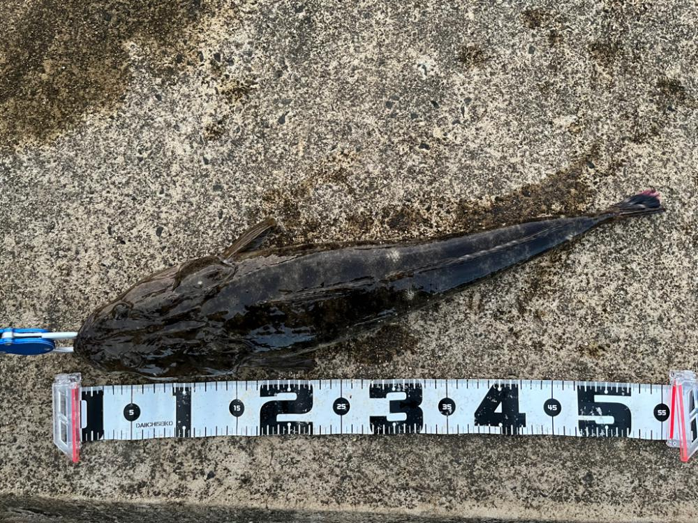 久々なのです。