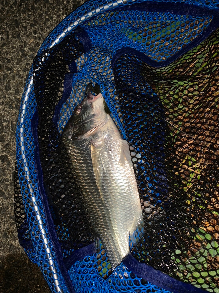 チヌハンターパート24