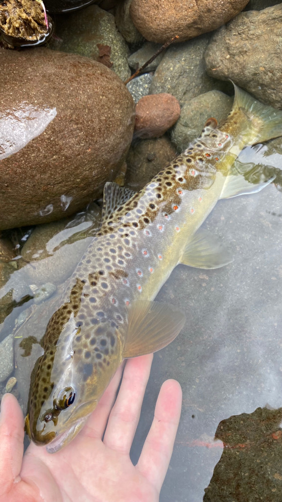 またもやトラウト