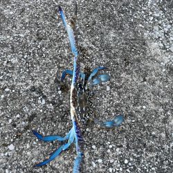 タイワンガザミ