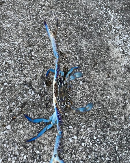 タイワンガザミ