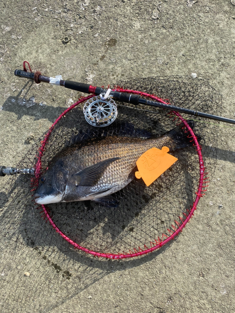 ヘチってきました