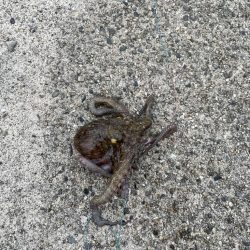 雨の中タコとチヌ