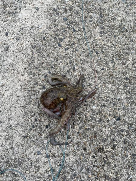 雨の中タコとチヌ