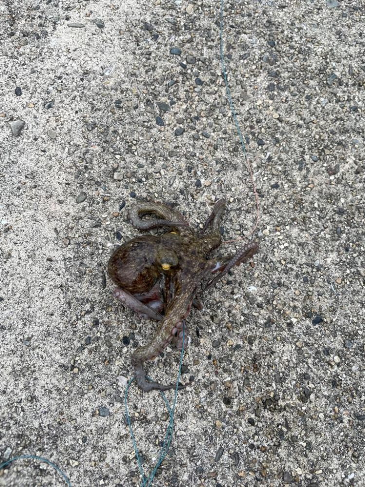 雨の中タコとチヌ