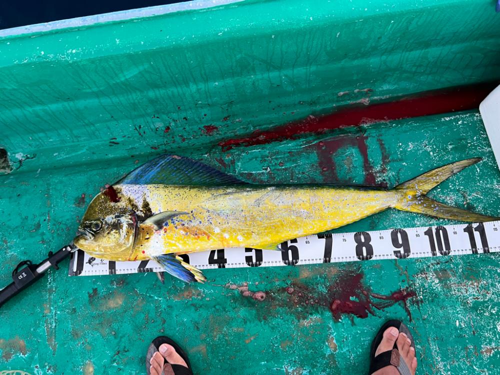 １１７センチ！モンスターハンター（笑）