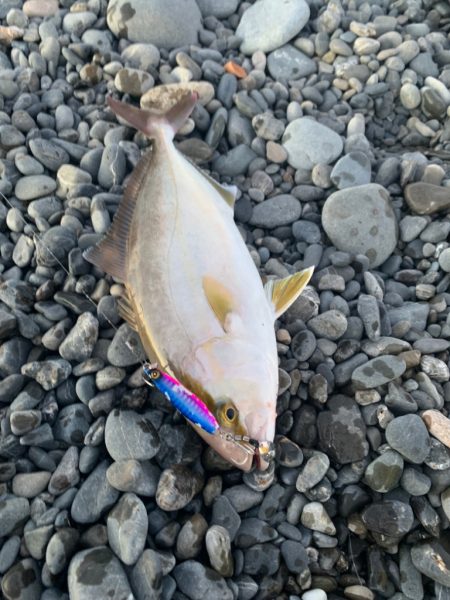 静岡サーフでショゴ