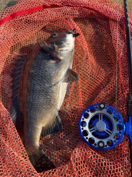 今日もヘチ釣り調査