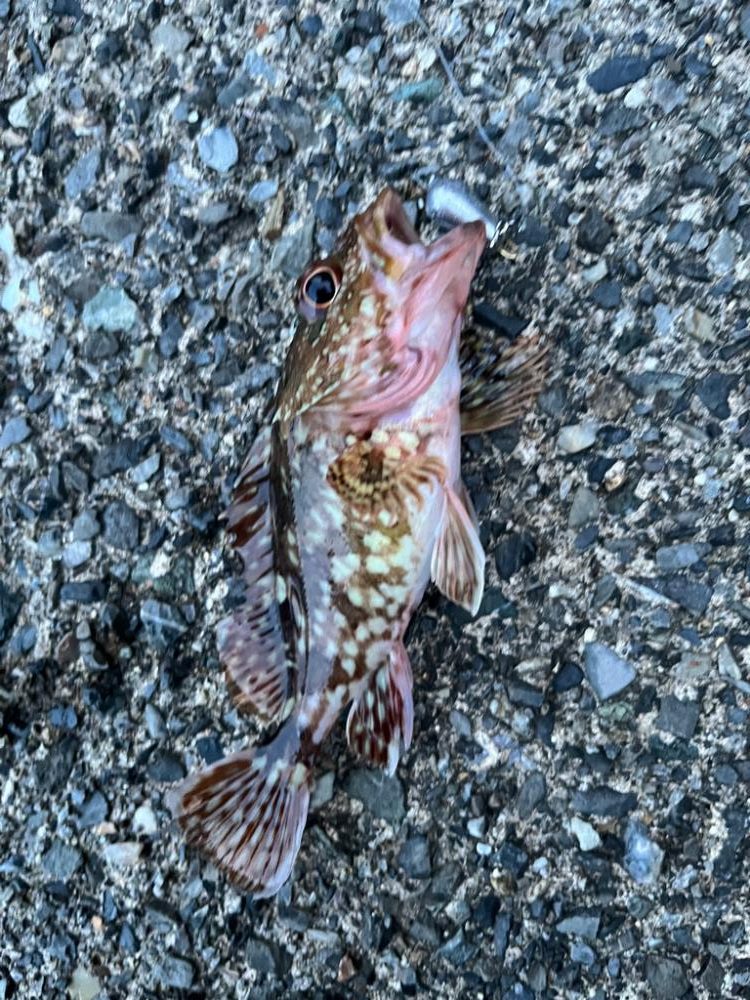 アコウ、ガシラのライトロック