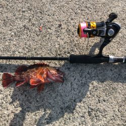 沖堤防で五目釣り